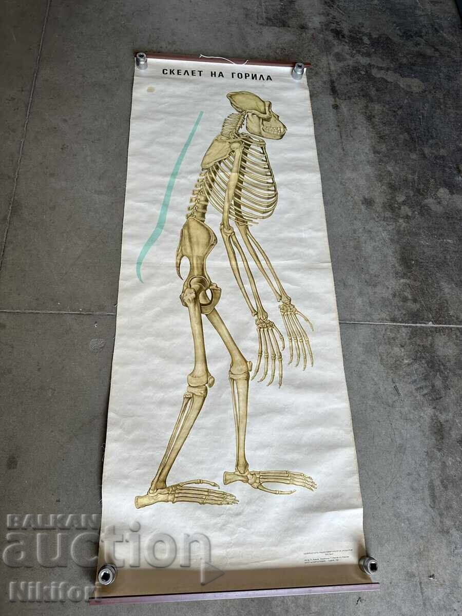 Σοσιαλιστικό Εκπαιδευτικό Πόστερ Πίνακας Ιατρικής Ανατομίας Σοσιαλιστικό Εκπαιδευτικό Πόστερ Πίνακας Ιατρικής Ανατομίας