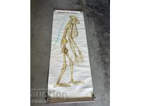 Social Educational Poster Board Medical Anatomical