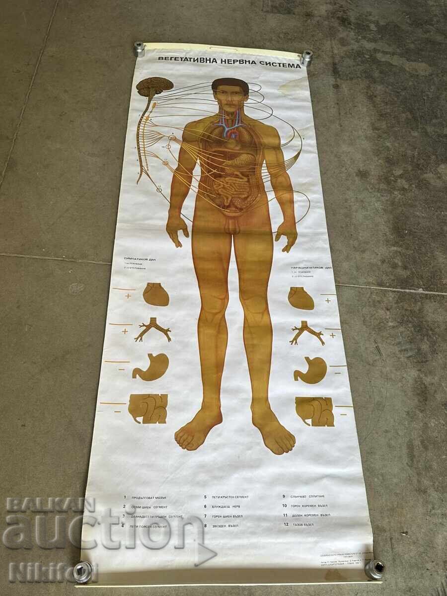 Social Educational Poster Board Medical Anatomical with price € 33.00 | 64.54 BGN Social Educational Poster Board Medical Anatomical with price € 33.00 | 64.54 BGN