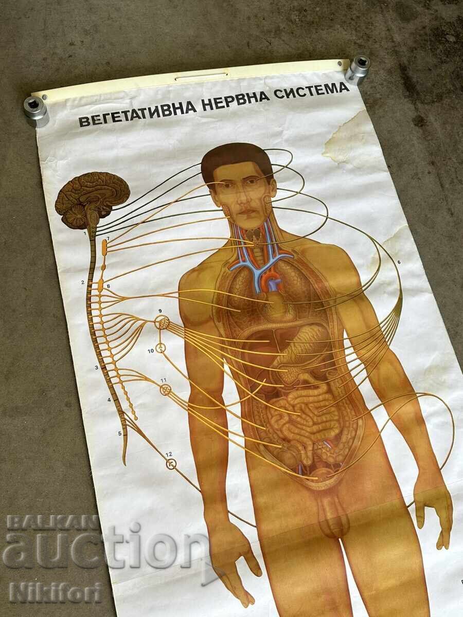 Δημοπρασία Σοσιαλιστικό Εκπαιδευτικό Πόστερ Πίνακας Ιατρικής Ανατομίας