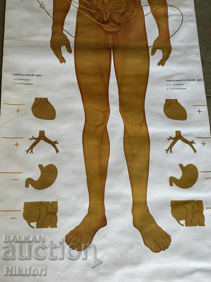 Delivery of Social Educational Poster Board Medical Anatomical Delivery of Social Educational Poster Board Medical Anatomical