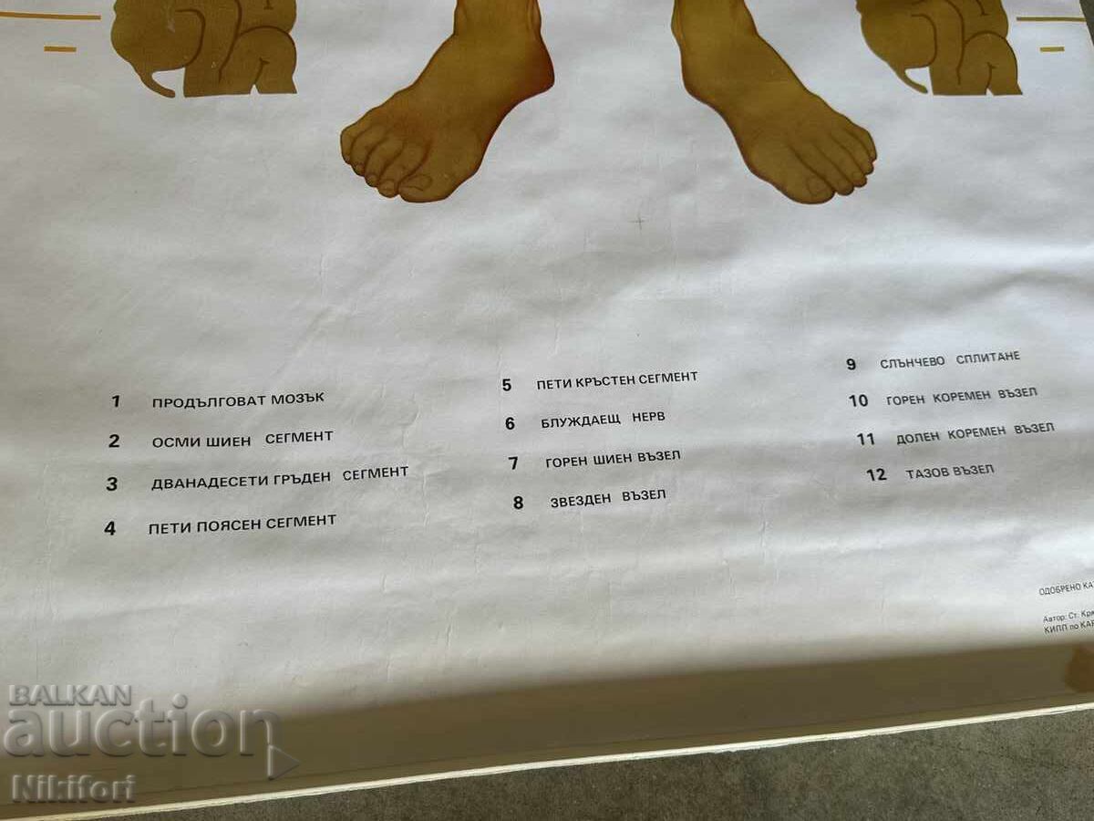 Σοσιαλιστικό Εκπαιδευτικό Πόστερ Πίνακας Ιατρικής Ανατομίας - 5
