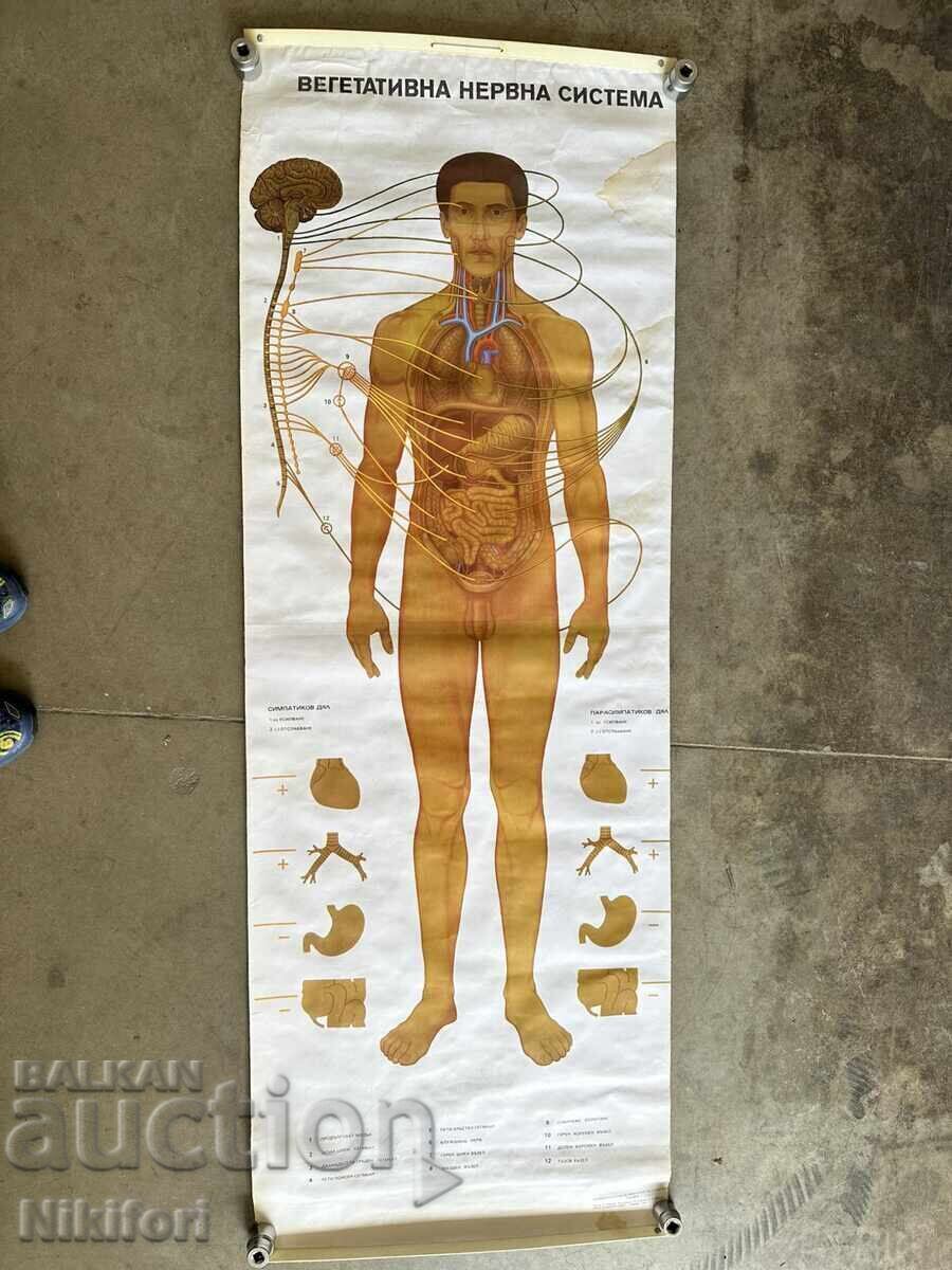 Social Educational Poster Board Medical Anatomical Social Educational Poster Board Medical Anatomical