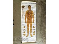 Σοσιαλιστικό Εκπαιδευτικό Πόστερ Πίνακας Ιατρικής Ανατομίας