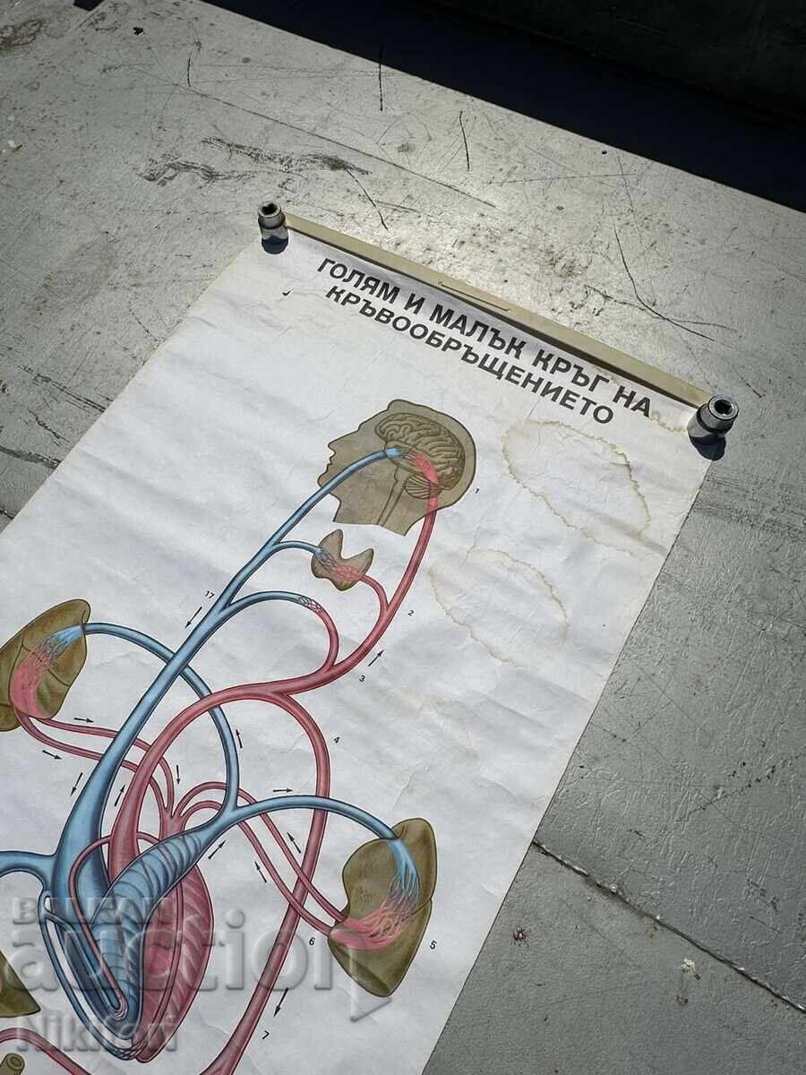 Σοσιαλιστικό Εκπαιδευτικό Πόστερ Πίνακας Ιατρικής Ανατομίας με τιμή 65.00 BGN | € 33.23