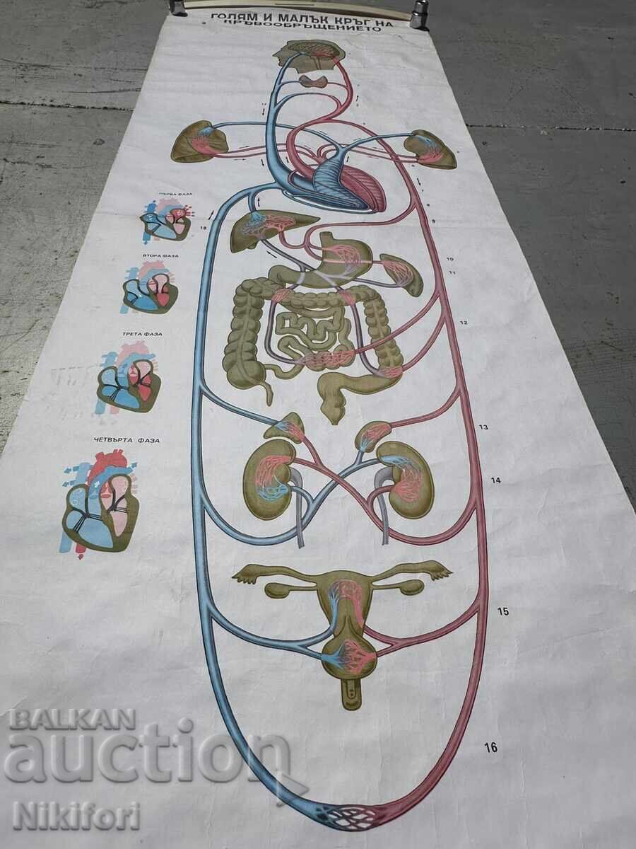 Δημοπρασία Σοσιαλιστικό Εκπαιδευτικό Πόστερ Πίνακας Ιατρικής Ανατομίας