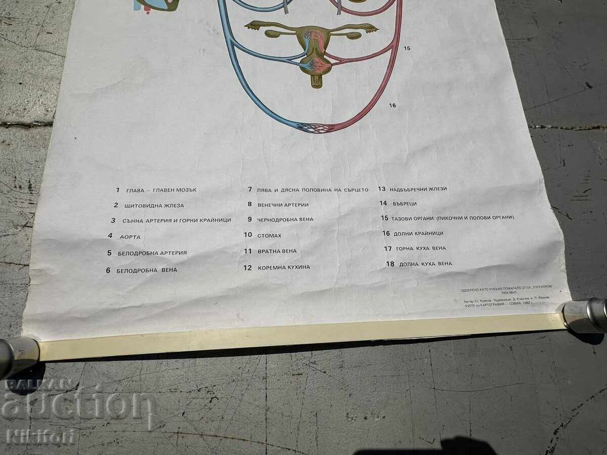 Delivery of Social Educational Poster Board Medical Anatomical