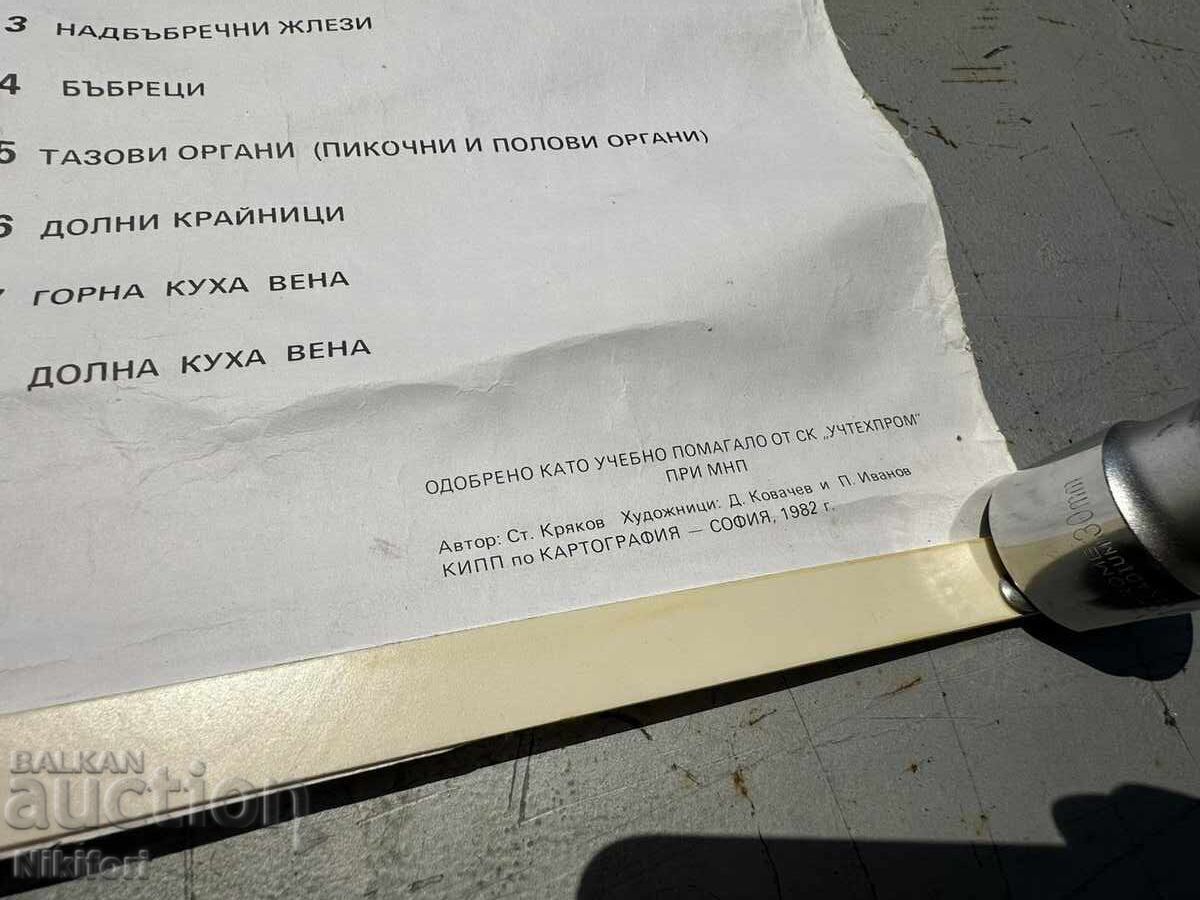 Соц Учебен Плакат Табло Медицински Анатомичен - 5