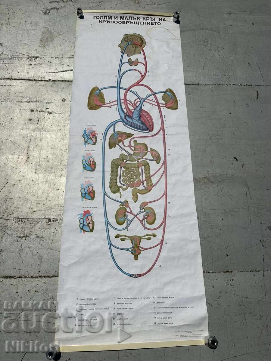 Σοσιαλιστικό Εκπαιδευτικό Πόστερ Πίνακας Ιατρικής Ανατομίας