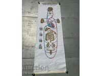 Σοσιαλιστικό Εκπαιδευτικό Πόστερ Πίνακας Ιατρικής Ανατομίας