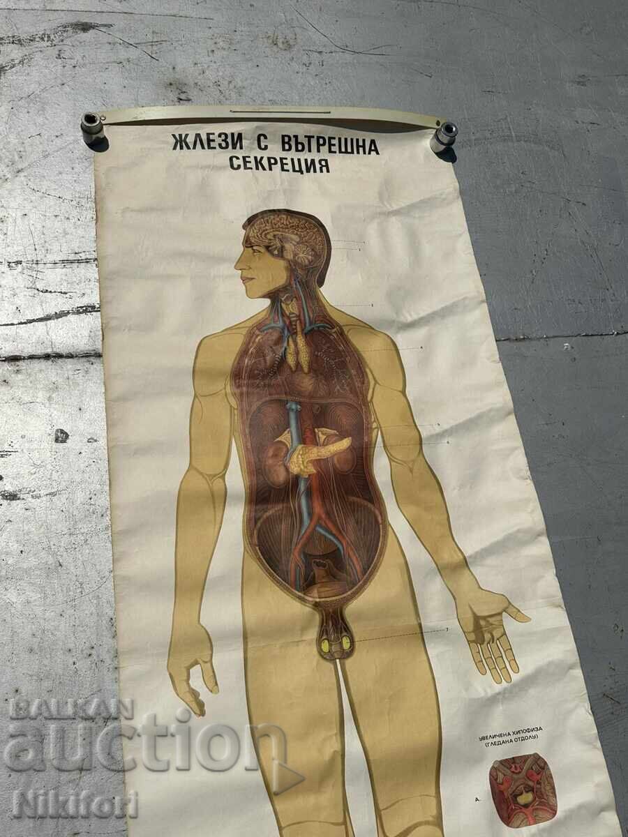 Σοσιαλιστικό Εκπαιδευτικό Πόστερ Πίνακας Ιατρικής Ανατομίας με τιμή 65.00 BGN | € 33.23