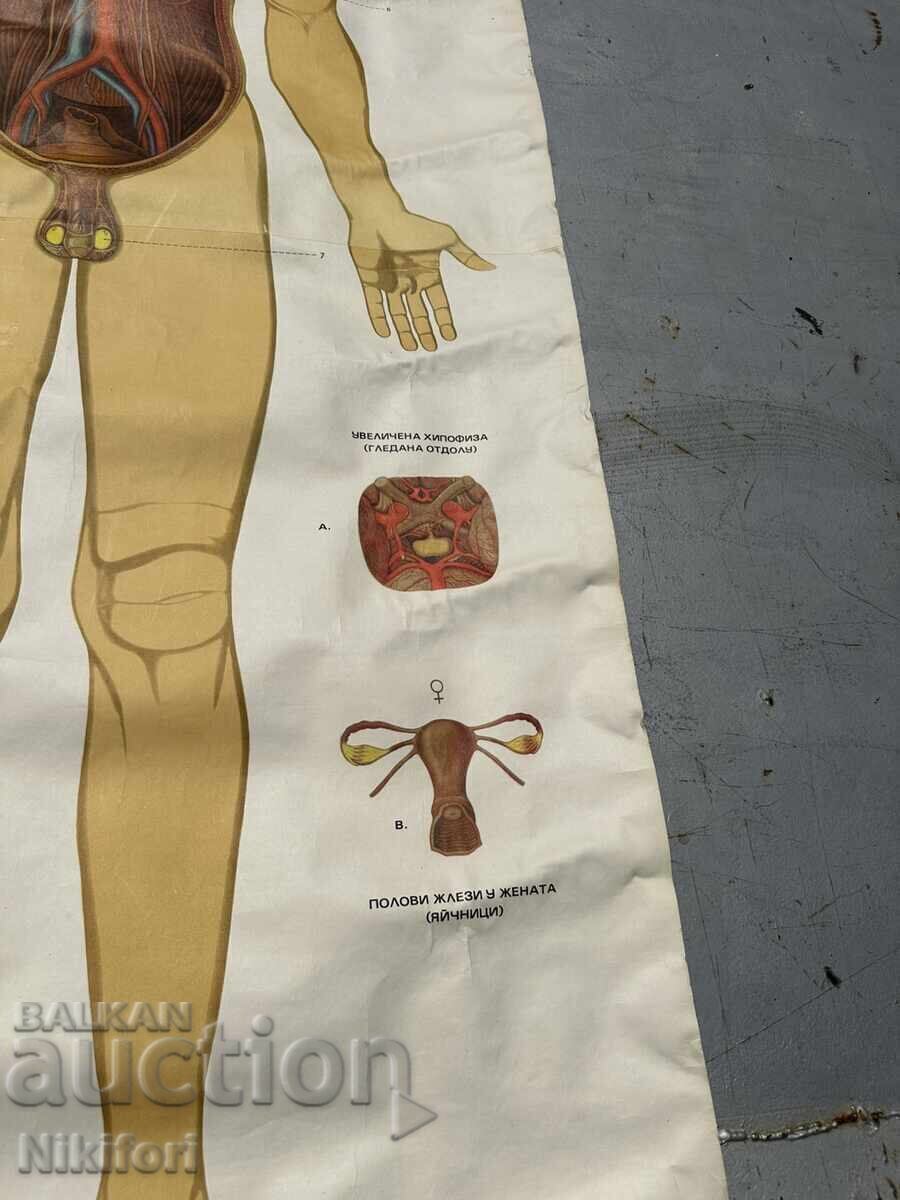 Auction  Social Educational Poster Board Medical Anatomical