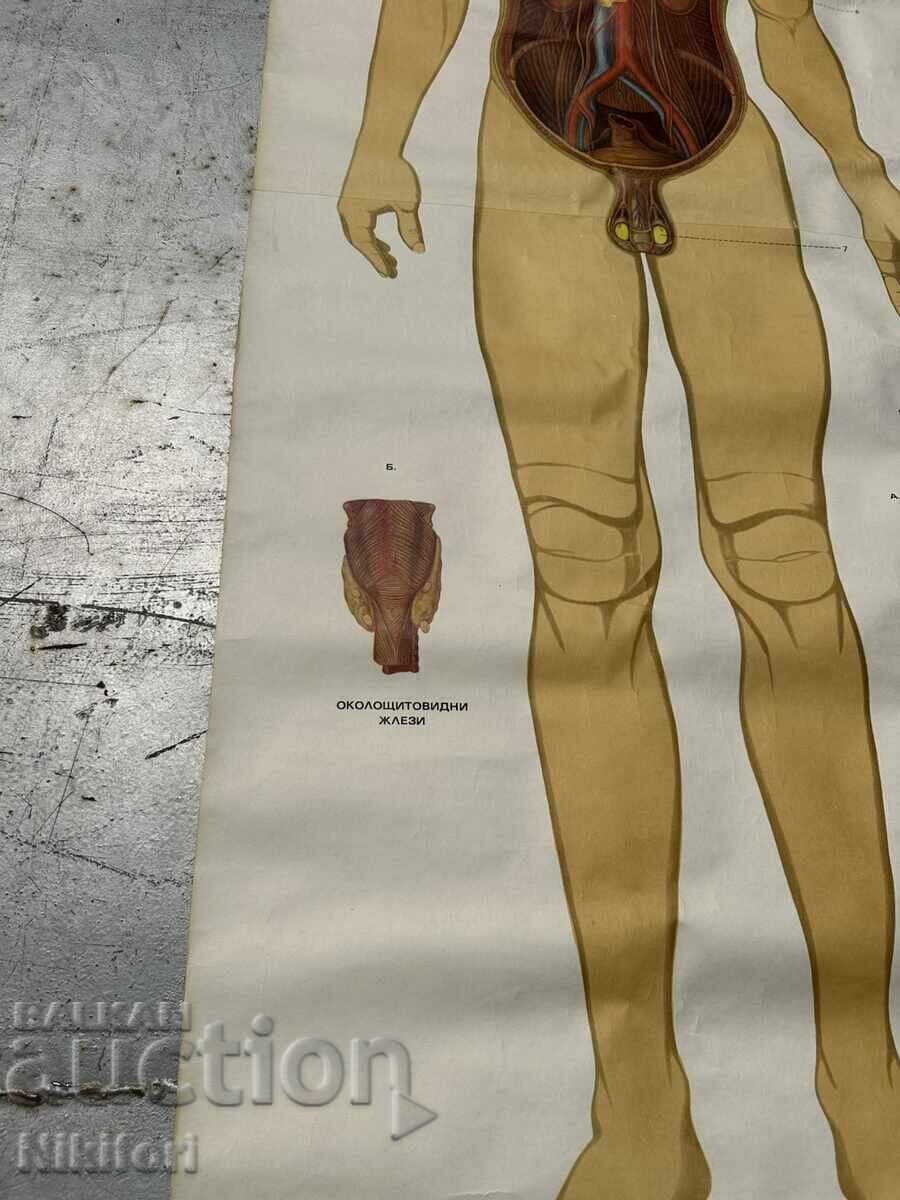 Delivery of Social Educational Poster Board Medical Anatomical