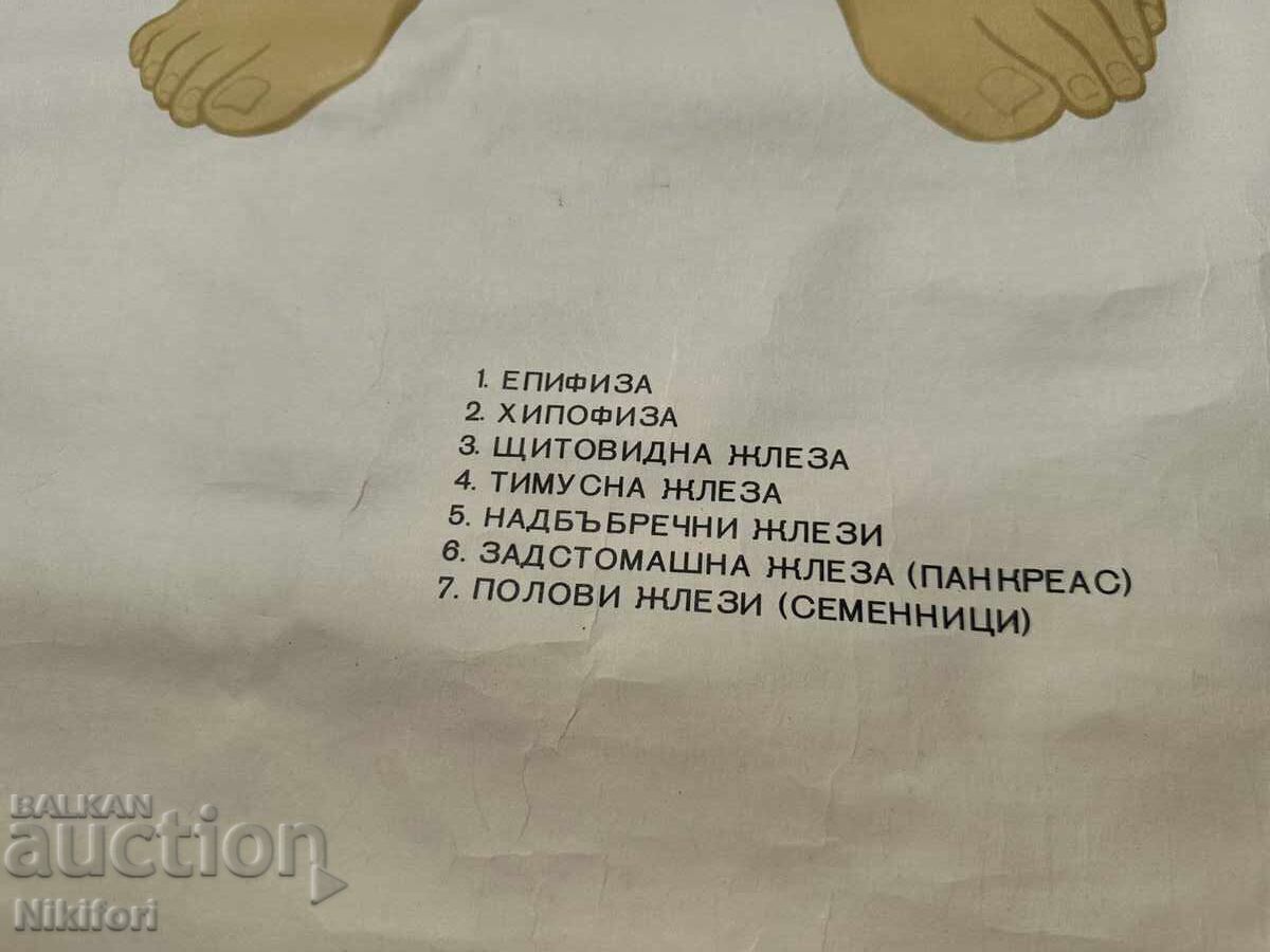 Соц Учебен Плакат Табло Медицински Анатомичен - 5