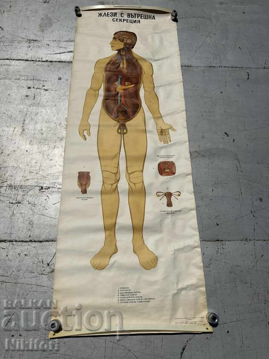 Social Educational Poster Board Medical Anatomical