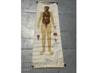 Planșă didactică socială Tablou anatomic medical