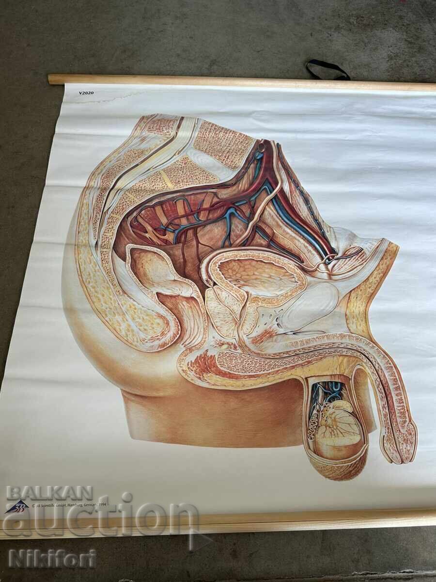 Planșă didactică socială Tablou anatomic medical cu preț € 33.00 | 64.54 BGN