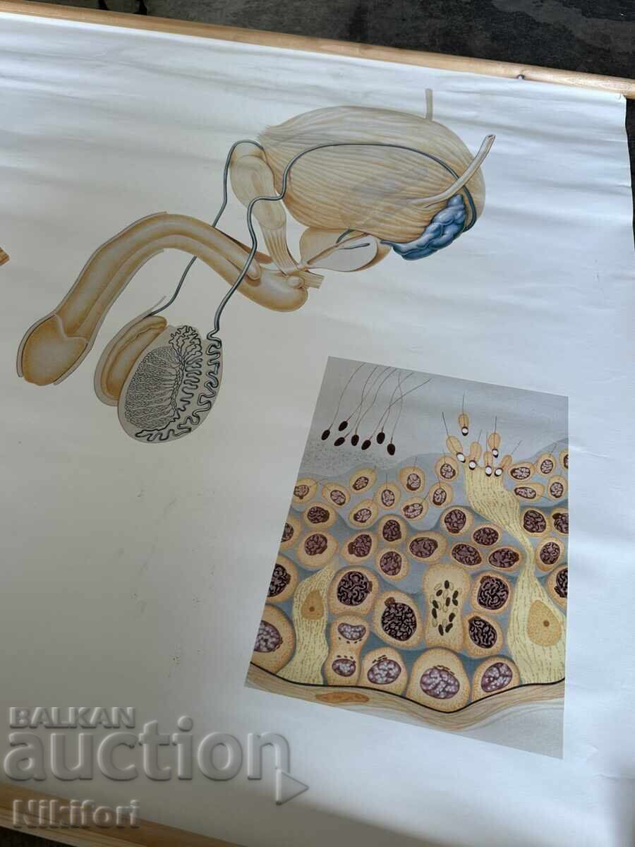 Licitație Planșă didactică socială Tablou anatomic medical