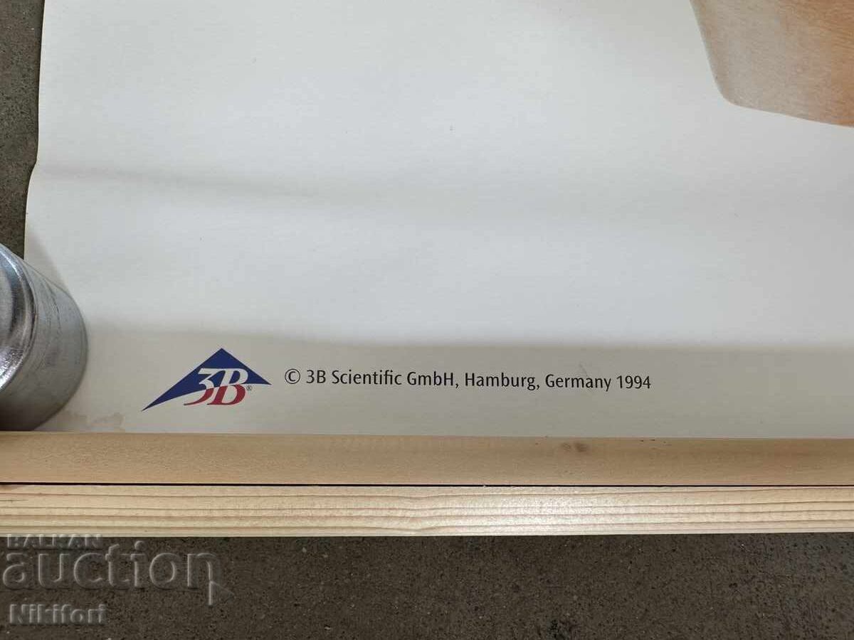 Planșă didactică socială Tablou anatomic medical - 5