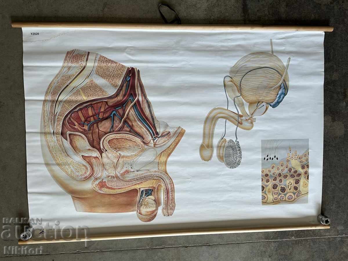 Planșă didactică socială Tablou anatomic medical