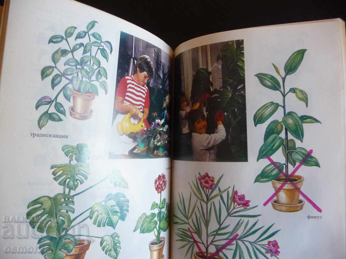 Аукцион Запознаване с околната действителност в детската градина Аукцион Запознаване с околната действителност в детската градина