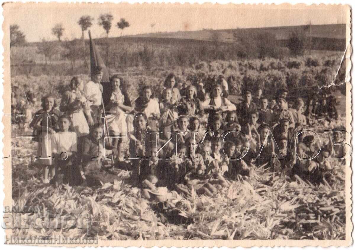 FOTOGRAFIE VECHE CU CULEGEREA PORUMBULUI E146