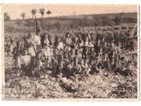 FOTOGRAFIE VECHE CU CULEGEREA PORUMBULUI E146