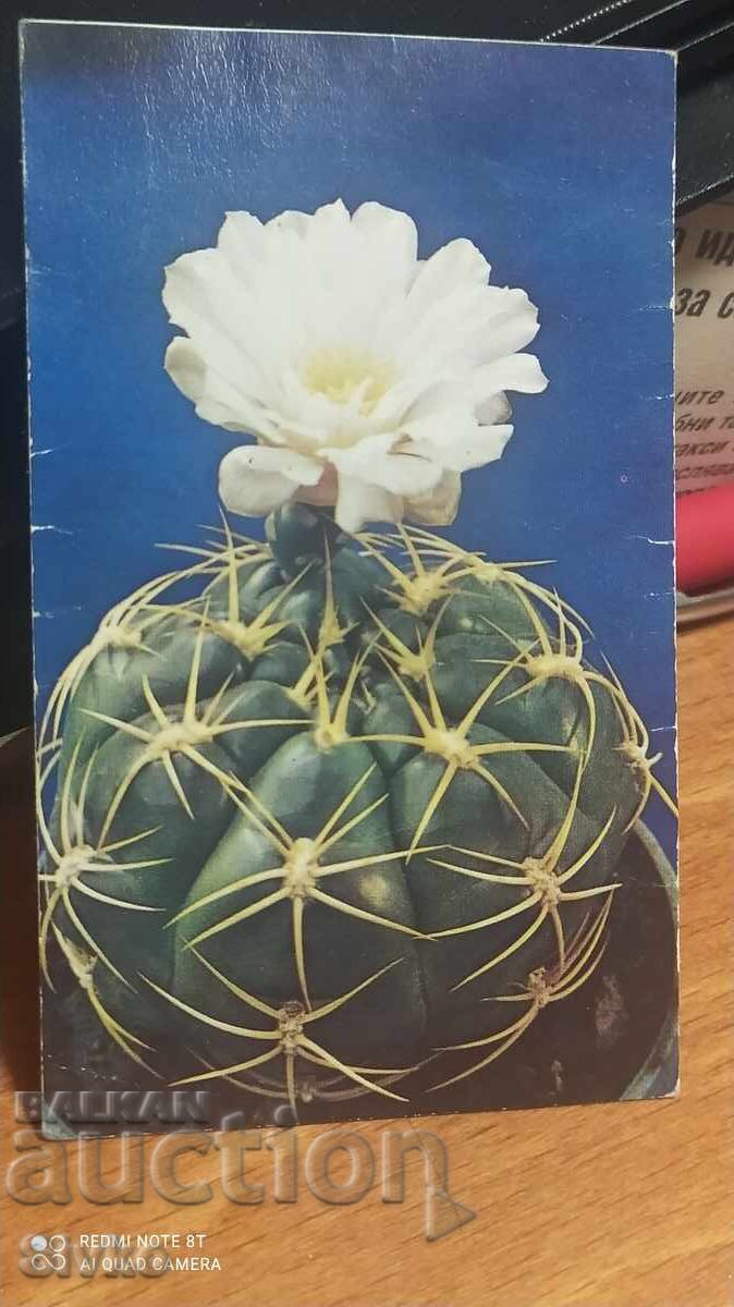 Календарче кактус 1989 Календарче кактус 1989