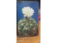 Ημερολόγιο κάκτος 1989