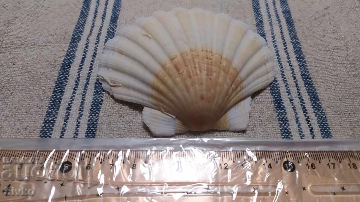 Μίδα μεγάλη 1 με τιμή 0.99 BGN | € 0.51