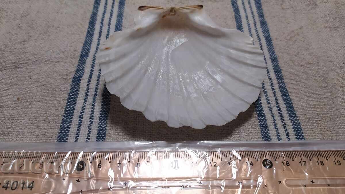 Δημοπρασία Μίδα μεγάλη 1