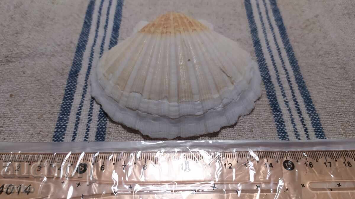 Μίδα μεγάλη 1