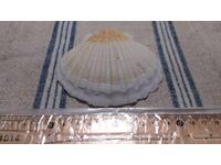 Μίδα μεγάλη 1