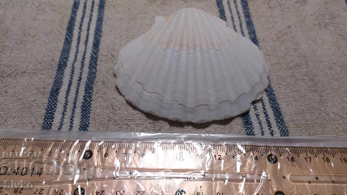 Big Mida 2 with price 0.99 BGN | € 0.51