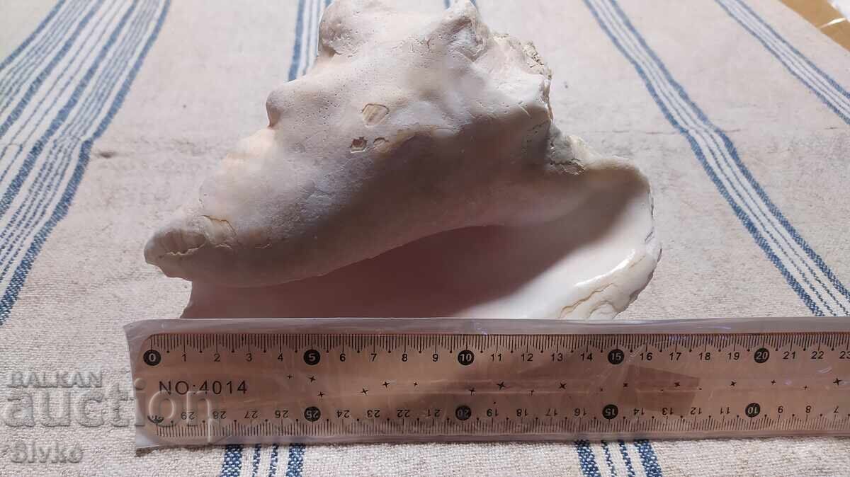 Ραπάνι μεγάλο με τιμή 0.99 BGN | € 0.51