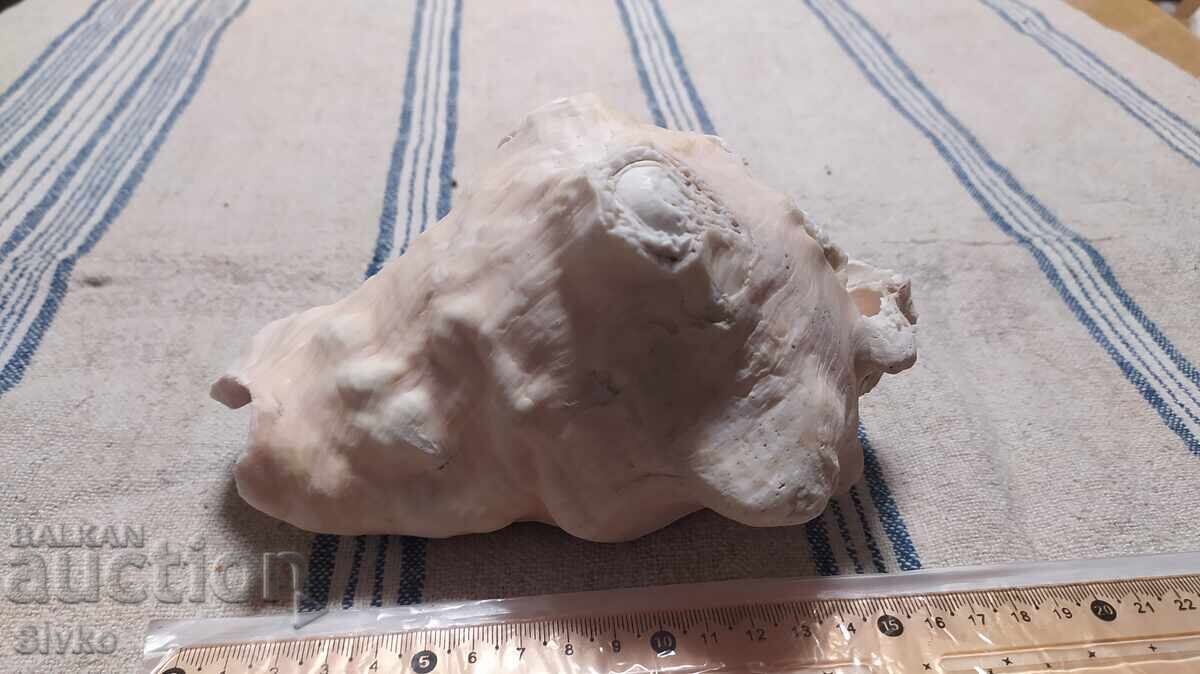 Δημοπρασία Ραπάνι μεγάλο