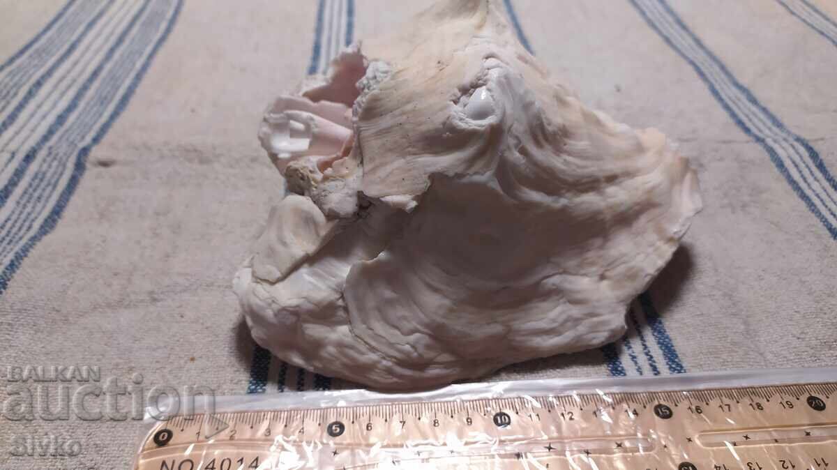 Παράδοση Ραπάνι μεγάλο