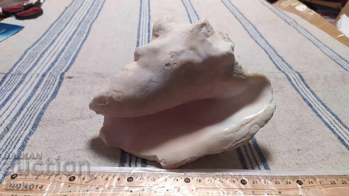 Ραπάνι μεγάλο