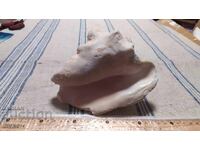 Ραπάνι μεγάλο