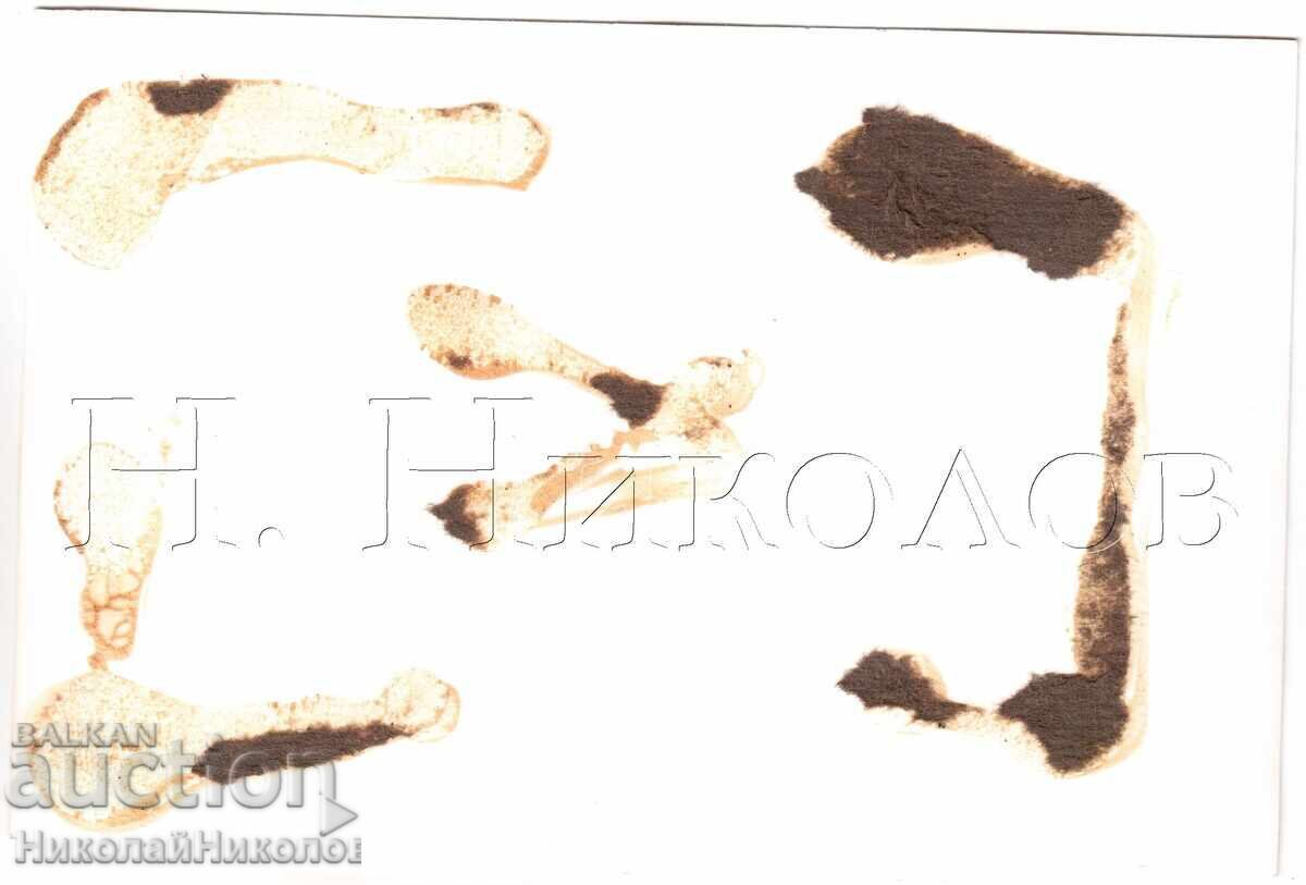 LARGE OLD PHOTO SOFIA MIXED CHOIR E156 with price 8.00 BGN | € 4.09