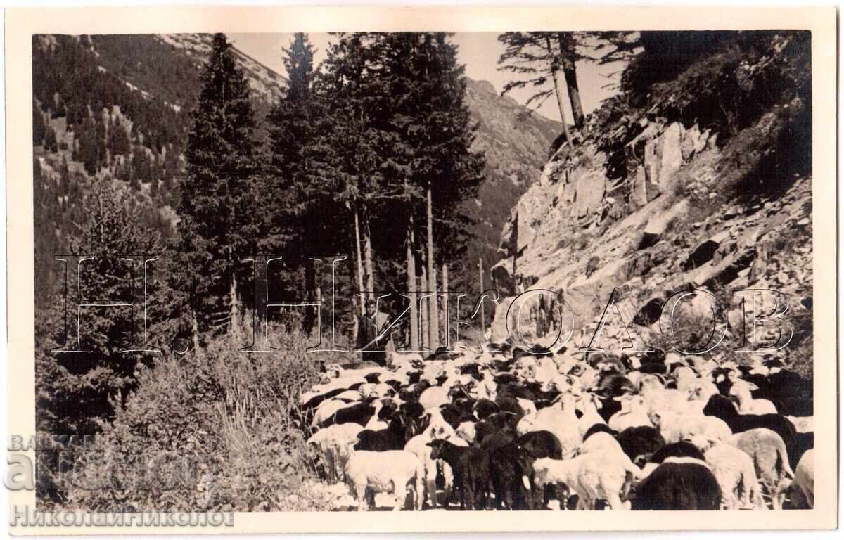1939 FOTOGRAFIE VECHE RILA PĂSTOR CU TURMĂ COLECȚIE PERSONALĂ E175