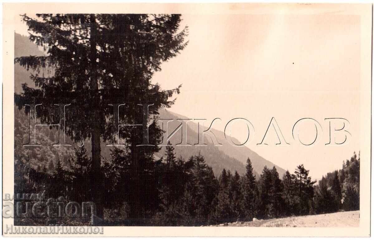 1939 FOTOGRAFIE VECHE VEDERE MUNȚII RILA COLECȚIE PERSONALĂ E177