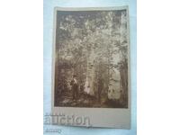 Fotografie veche - Din pădurile de la Uzana, Gabrovo