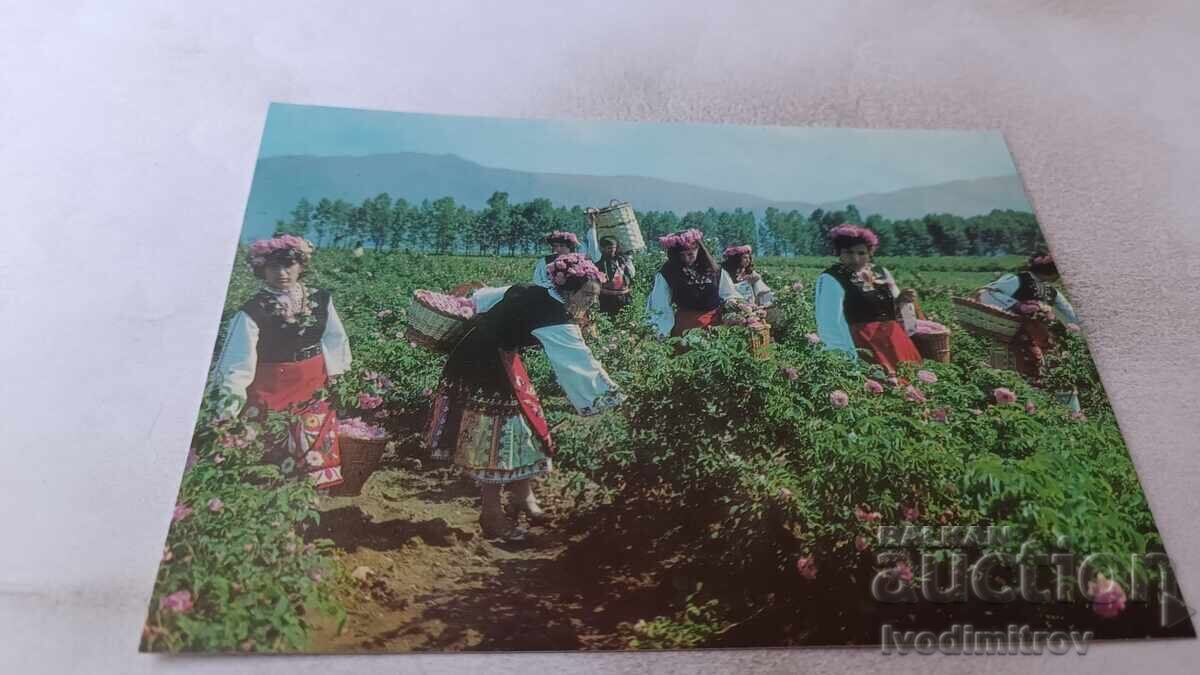 Postcard Kazanlak Rose Harvest 1974