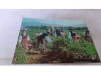 Carte poștală Kazanlăk Culesul Trandafirilor 1974