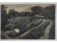 ΑΓΟΡΑΖΩ ΡΟΖ ΡΟΖΟΜΠΕΡ ΣΕ ΠΑΛΙΟ ΤΑΧΥΔΡΟΜΙΚΟ ΔΕΛΤΙΟ (PC)