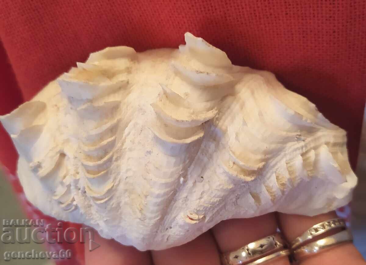 Figurine din scoici de mare și scrumieră - 6