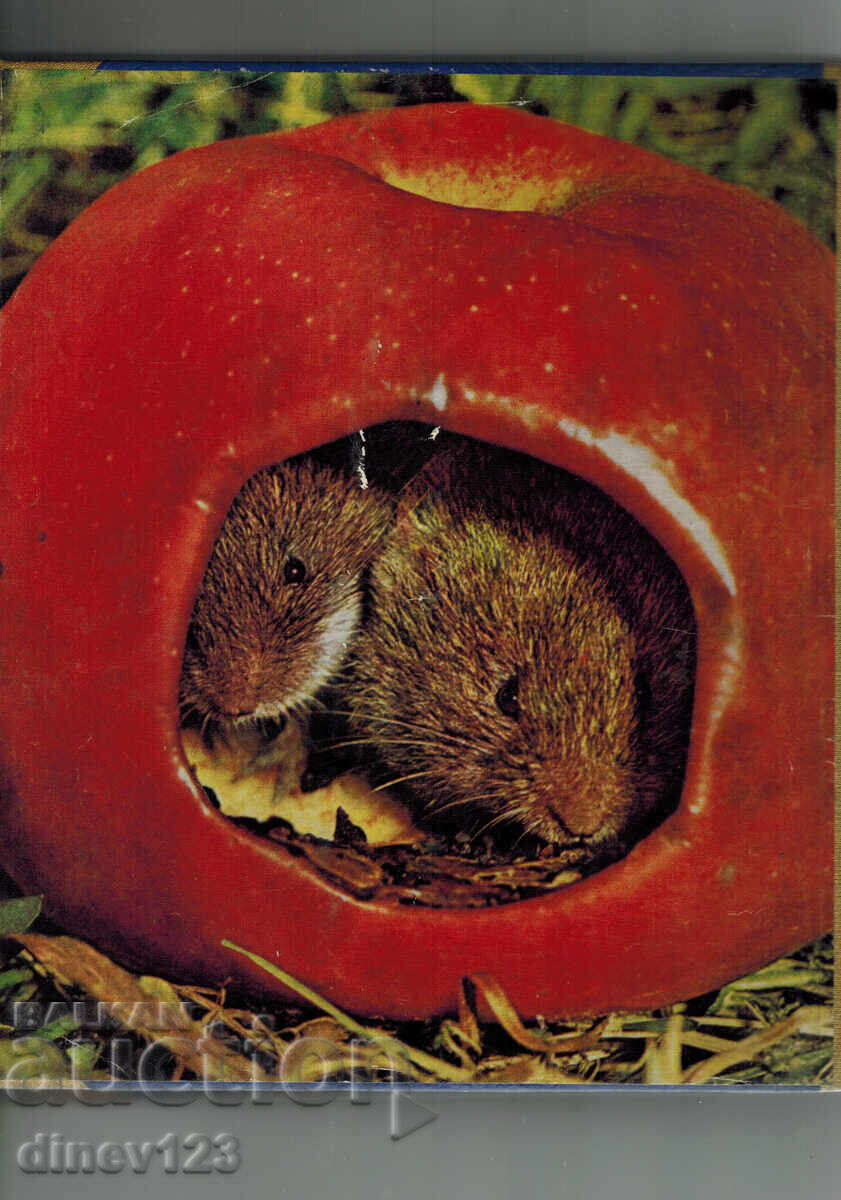 "COSMOS" MAGAZINE 1971, ISSUES 1-10 BOUND IN ONE BOOK with price 25.00 BGN | € 12.78