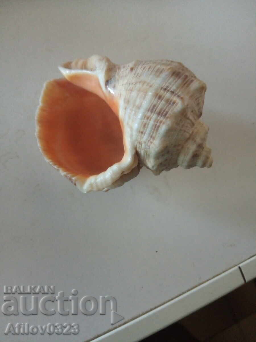 Whelk Sea Snail Shell Sink with price 0.50 BGN | € 0.26