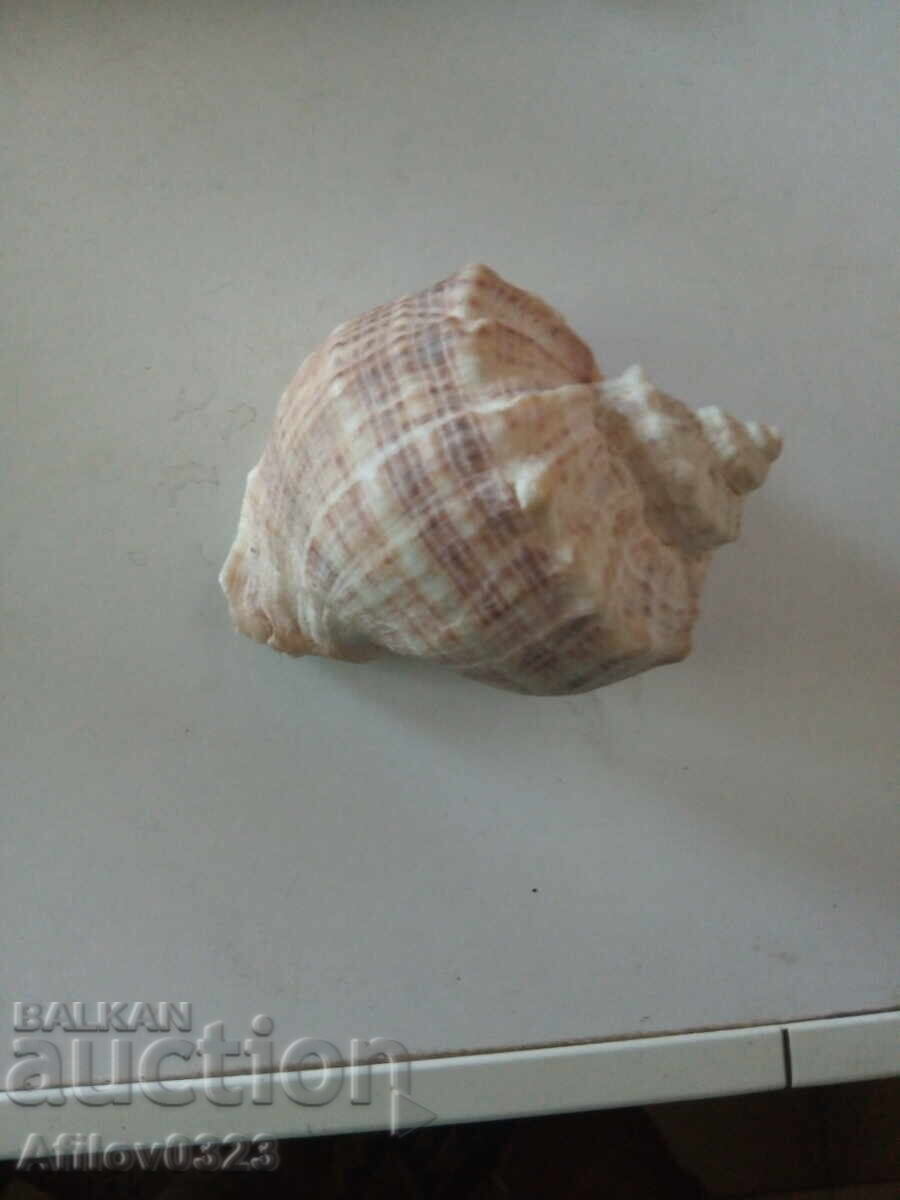 Whelk Sea Snail Shell Sink